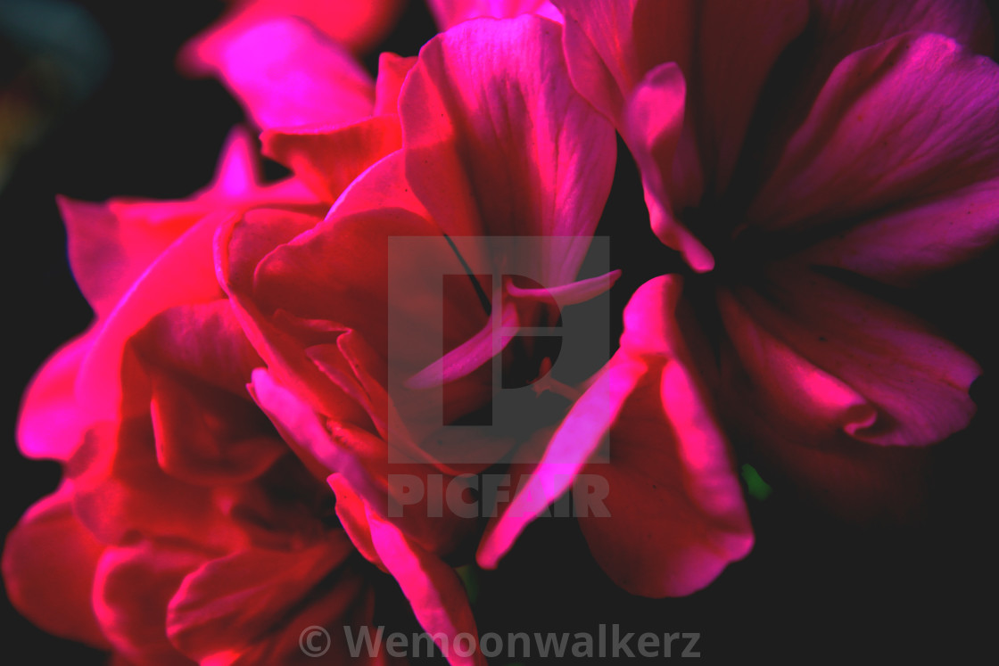 "Gorgeous & Faded" by Wemoonwalkerz - £24.80 "Gorgeous & Faded" stock image