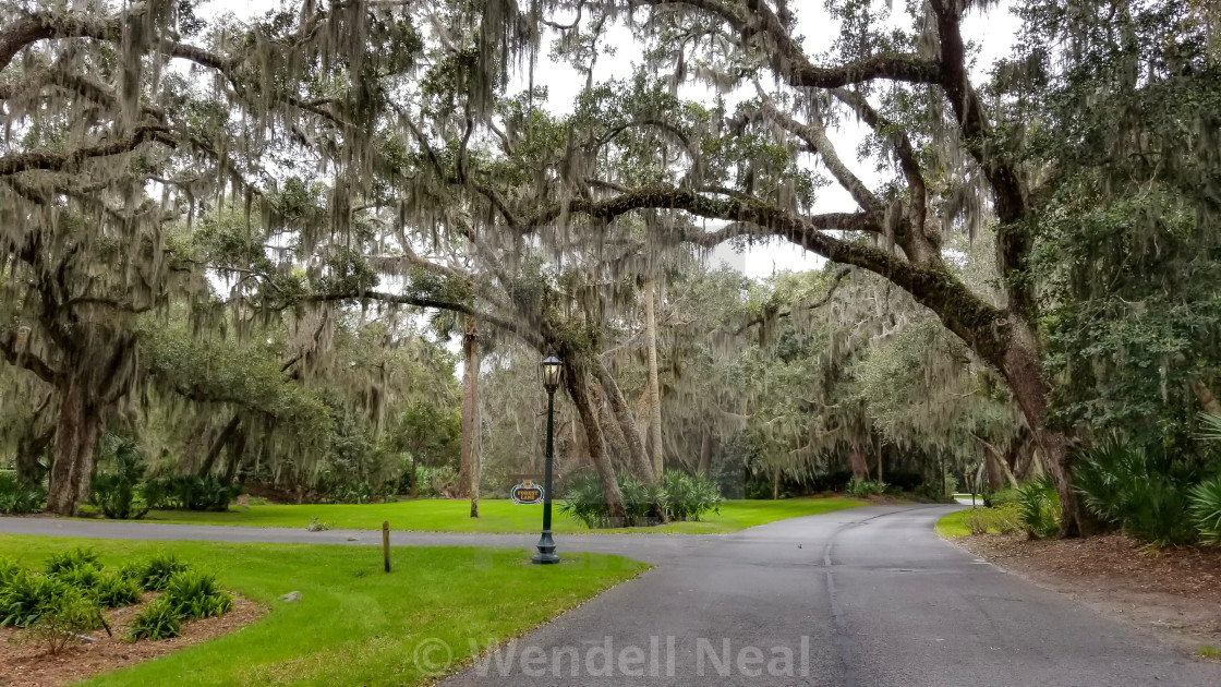 "Spanish Moss, Sea Island, GA" stock image