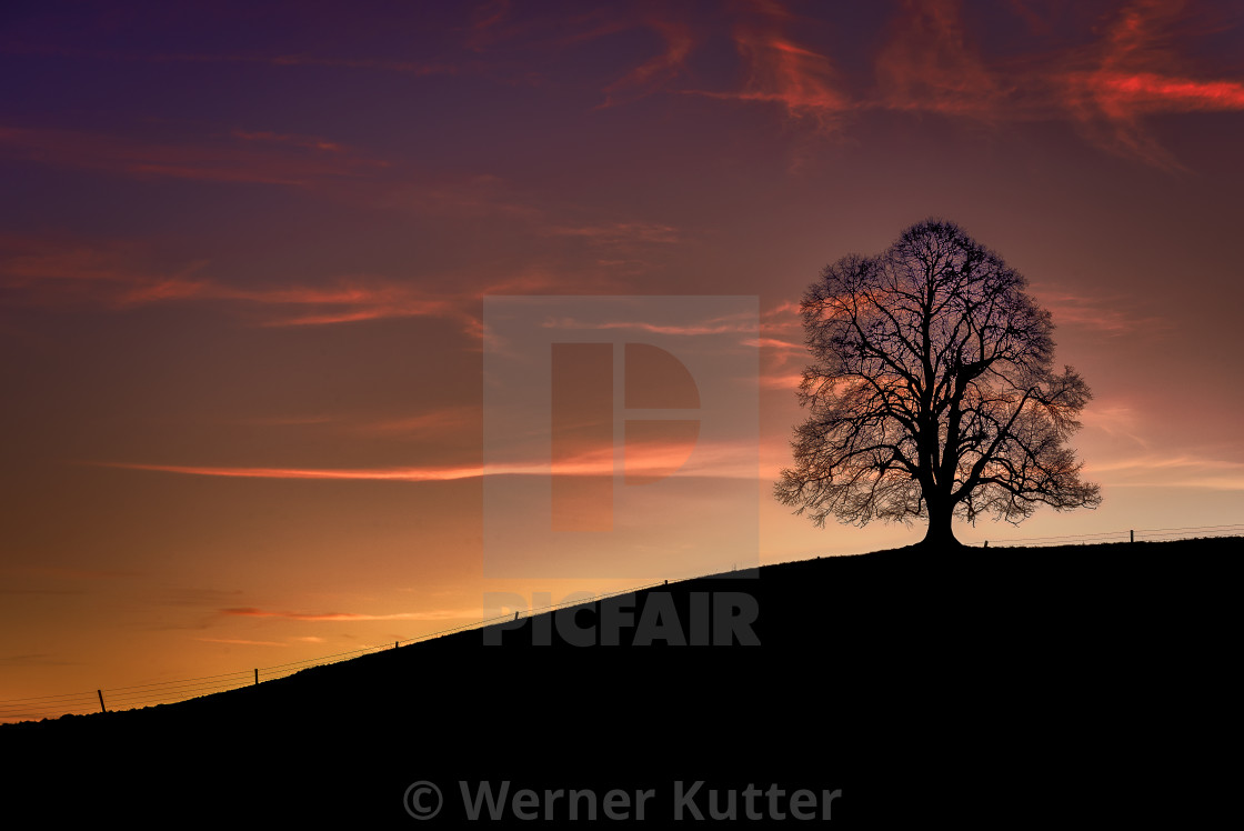 "Tree" stock image