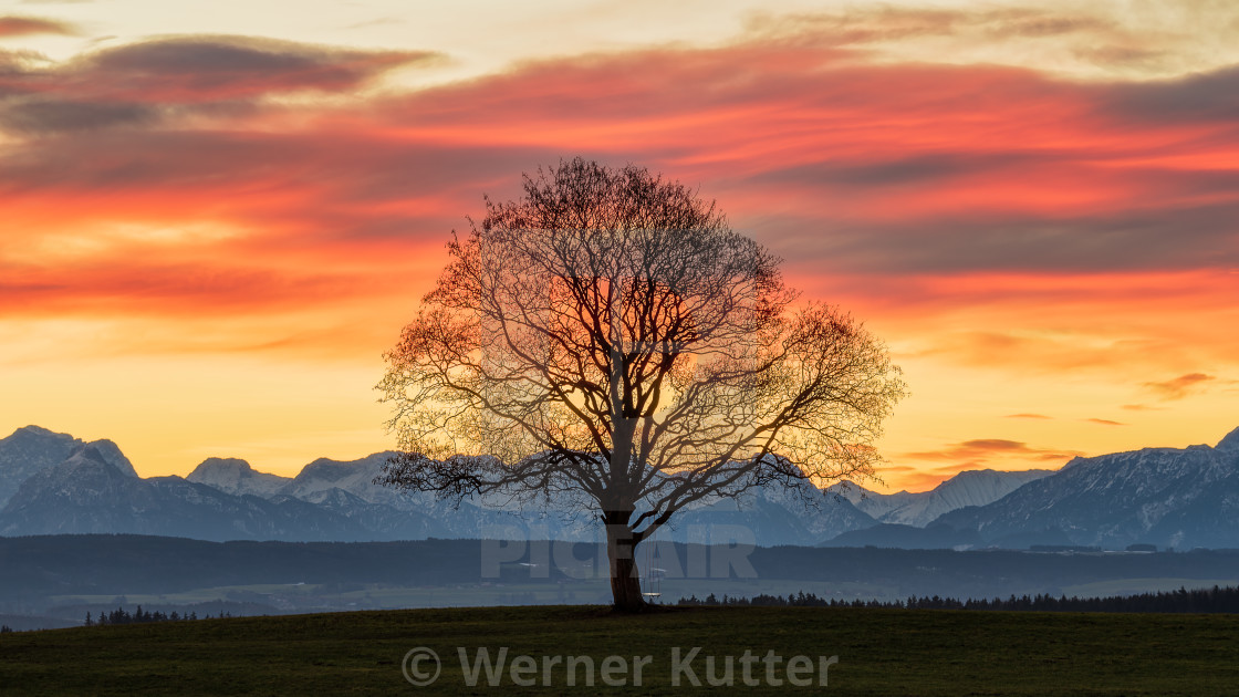 "A tree" stock image