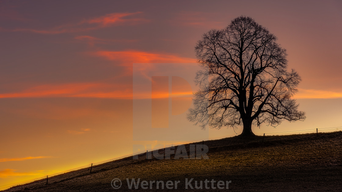 "Tree" stock image