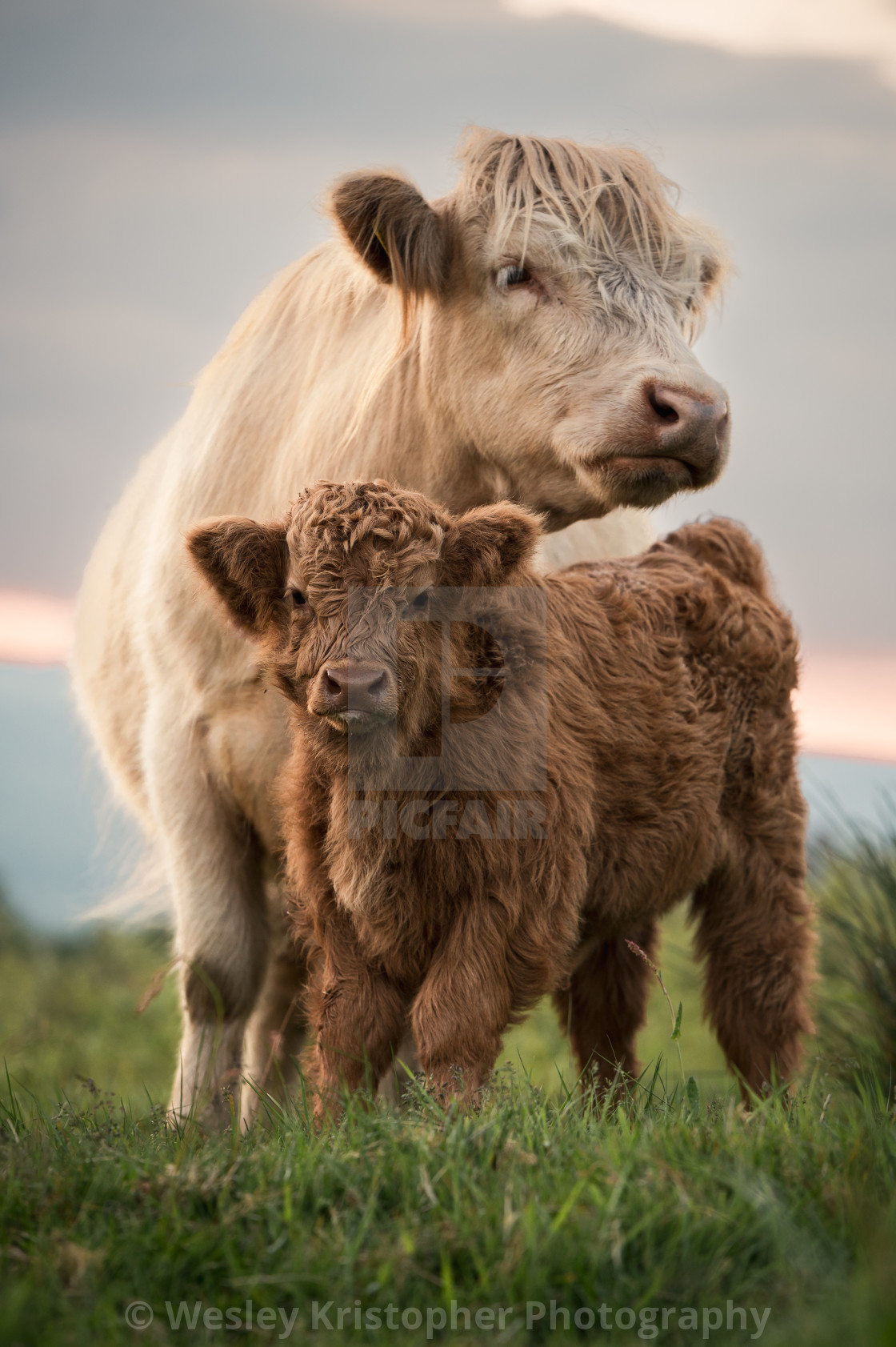 "Protector" stock image