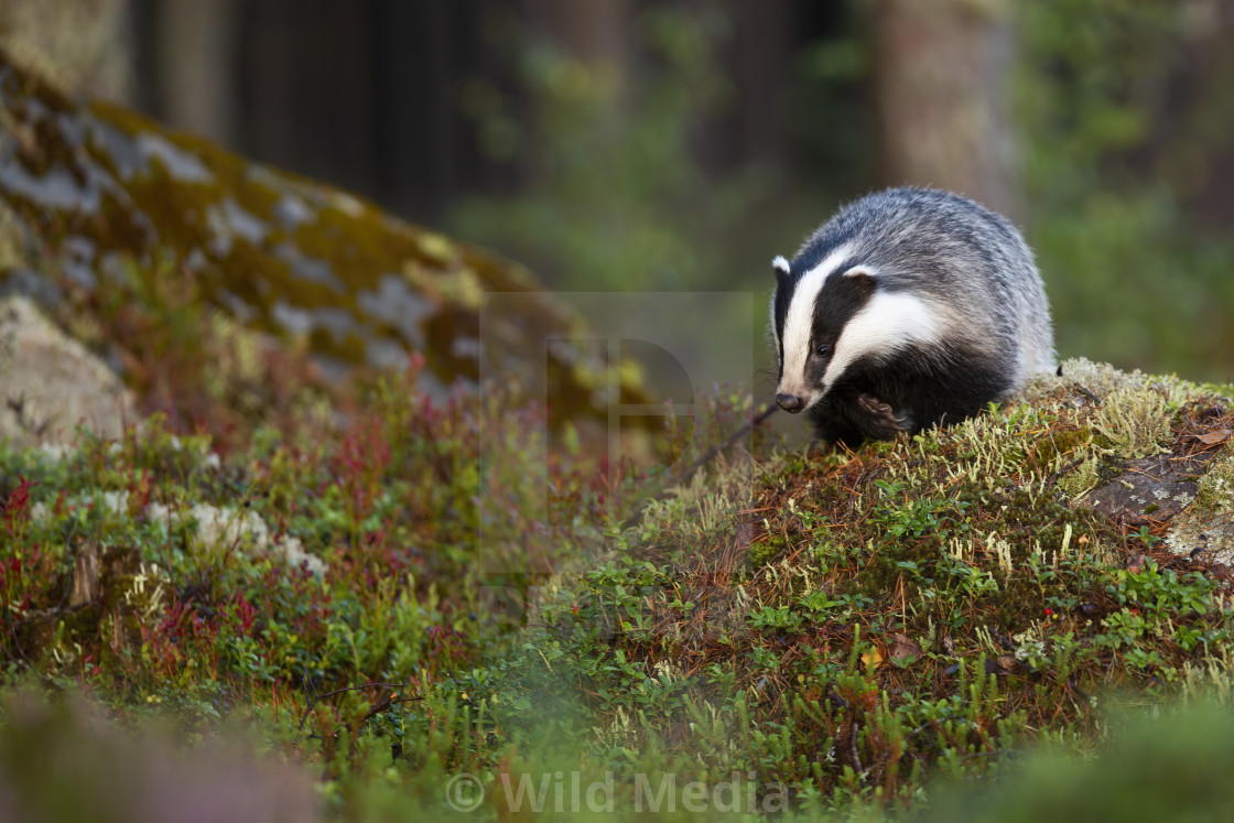 "European badger searching for food and approaching on rocks in forest." stock image