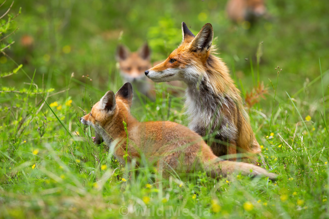 Adult Red Fox On The Clearing With Yawning Cub And Other Cubs In The Background License Download Or Print For 8 00 Photos Picfair
