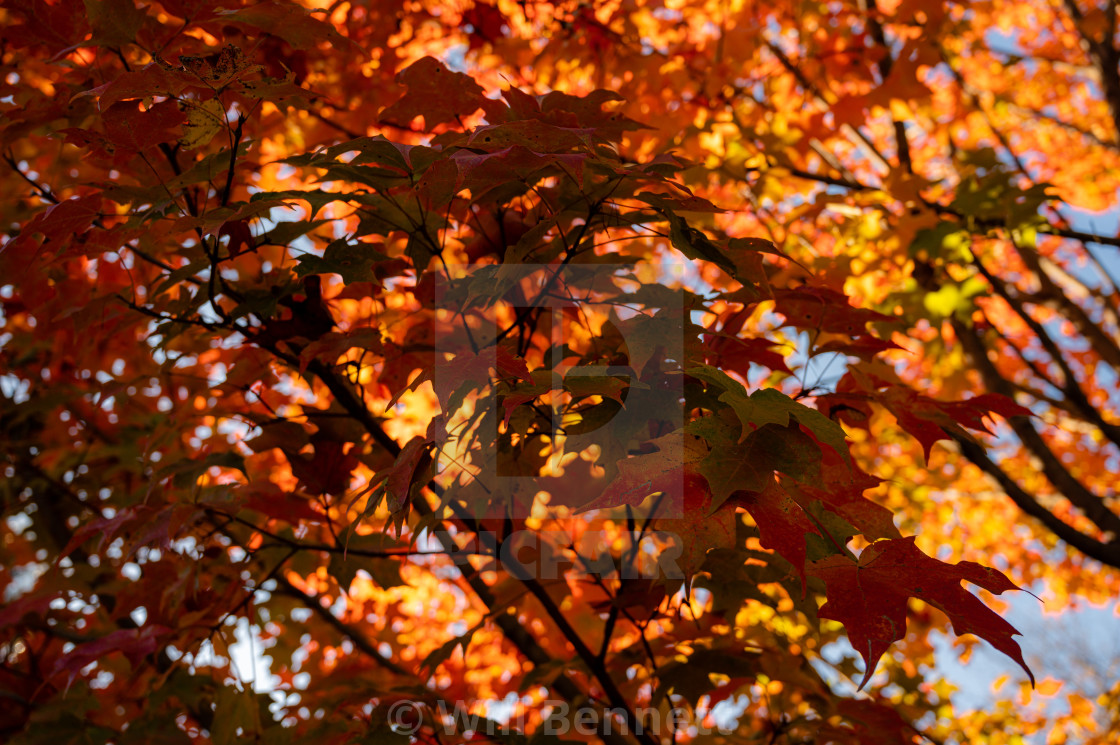 "Fall Foliage" stock image