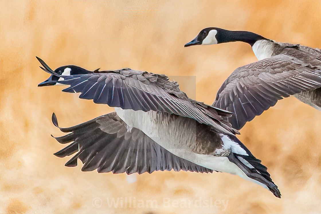 "Honker Pair Closeup" stock image