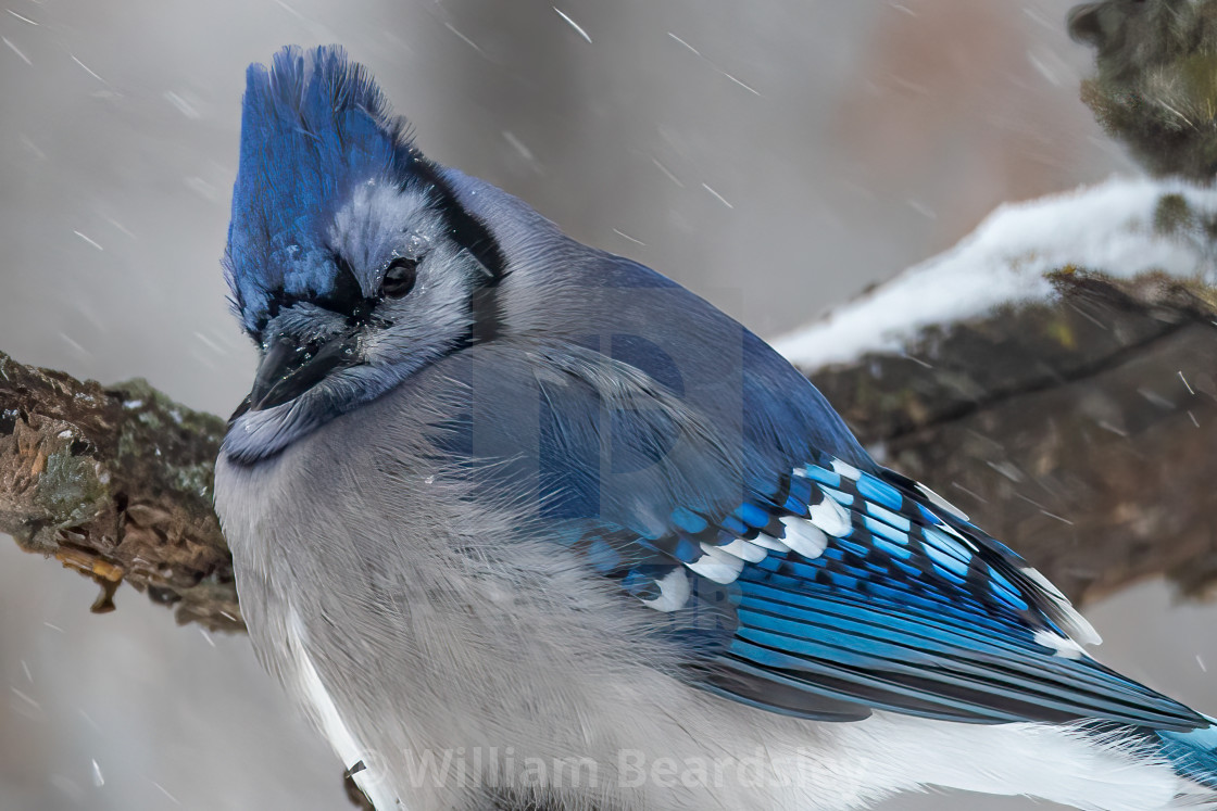 "Bluejay in Blizzard" stock image