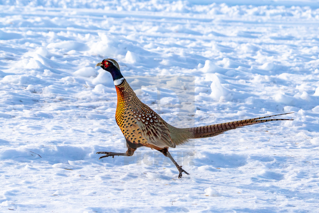 "Jumping Rooster" stock image