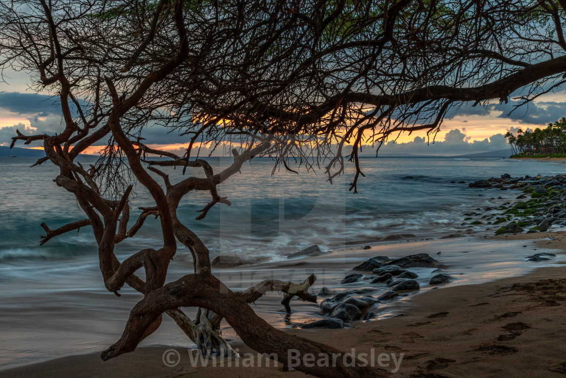 "Kiawe Tree Beach" stock image