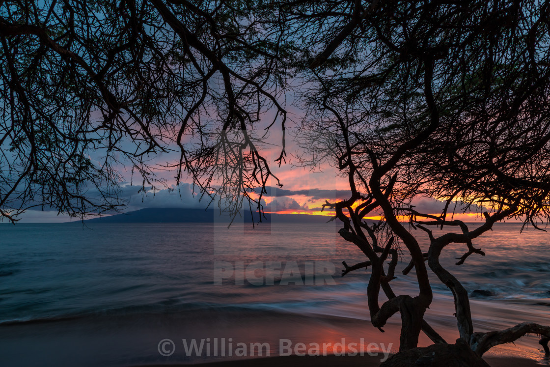 "Kiawe Tree Sunset" stock image