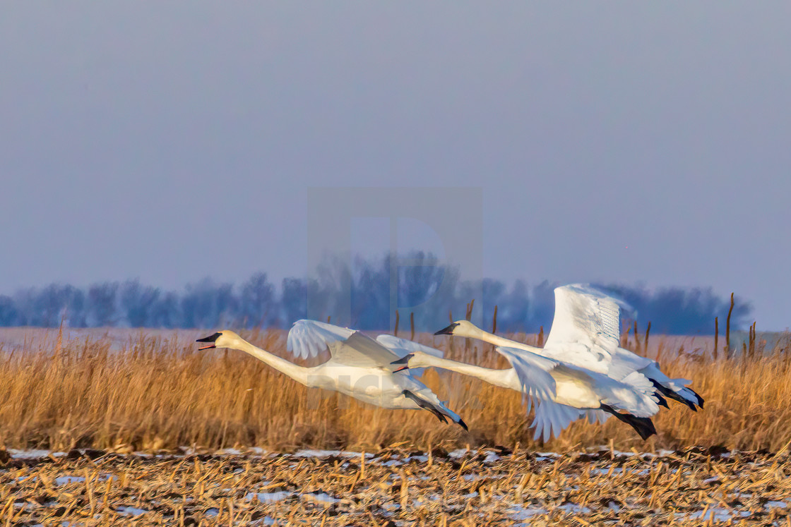 "Swans Over Corn" stock image