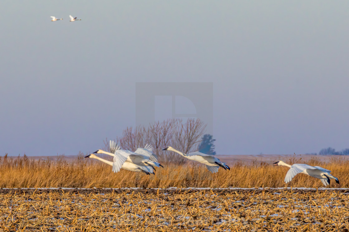 "Swans Over Corn 4" stock image