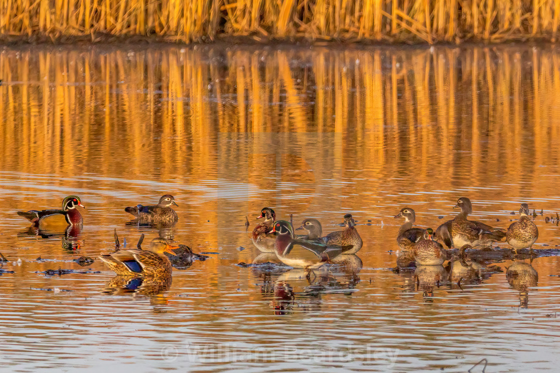 "Woodies and Friends 2" stock image