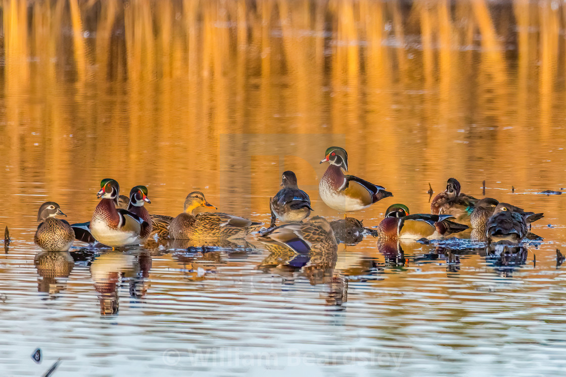 "Woodies and Friends" stock image