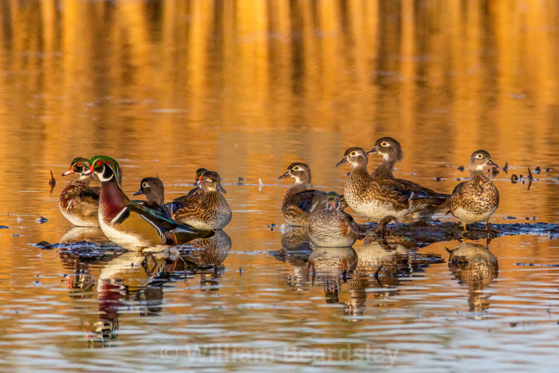 "Woodies and Friends 3" stock image