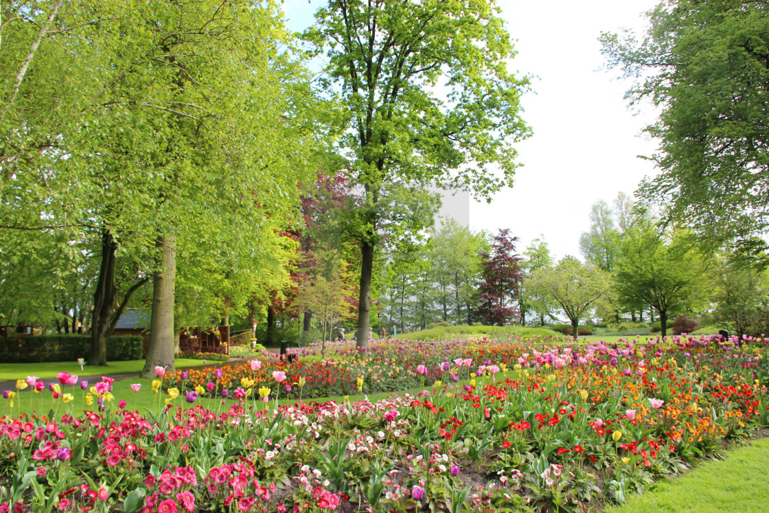 Sea Of Springtime Flowers License Download Or Print For 10 00 Photos Picfair