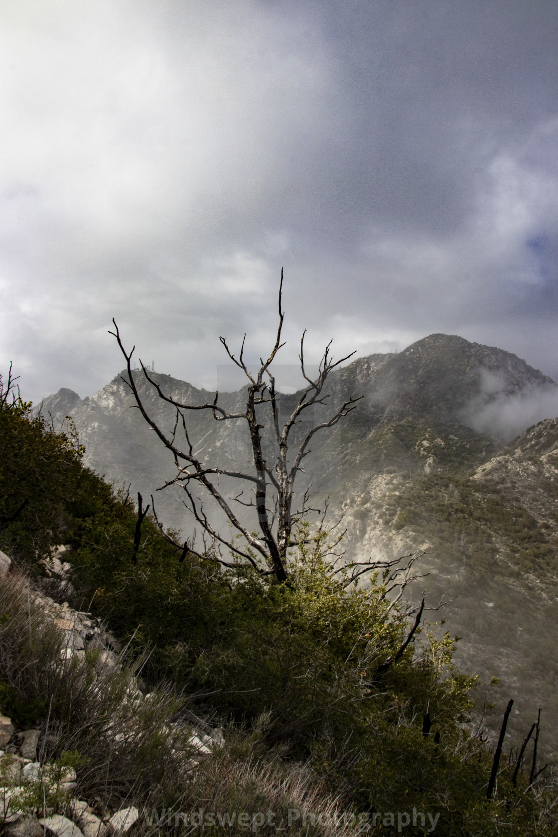 "Mt Lowe stunted tree" by - $70.11 "Mt Lowe stunted tree" stock image