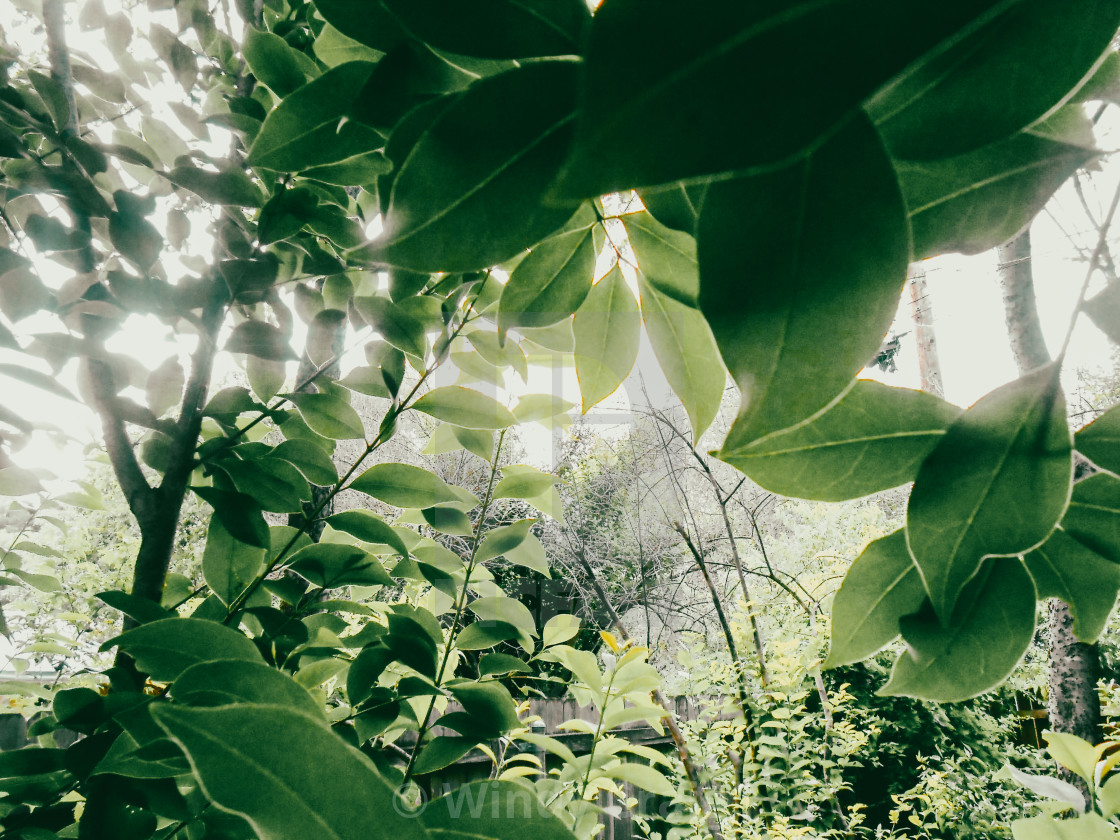 "Sunshine through leaves" stock image