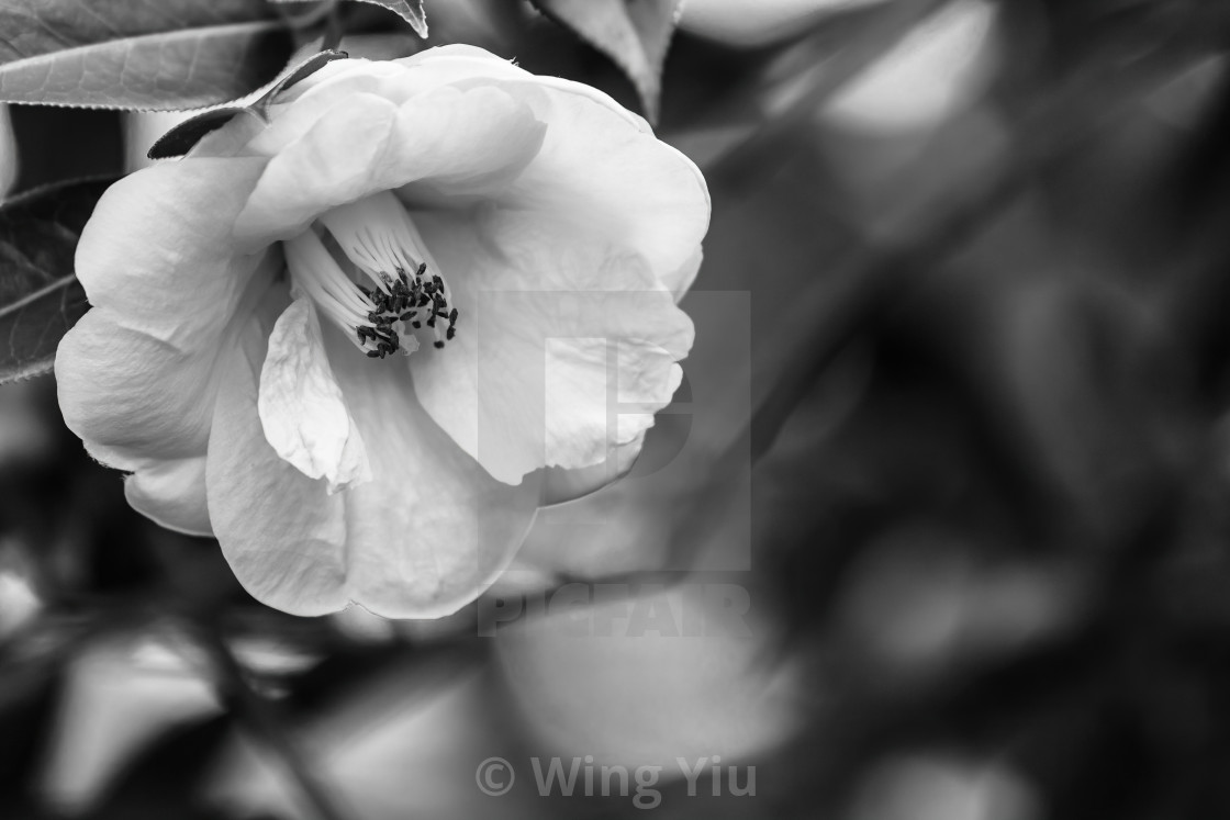 "A rose in white" stock image