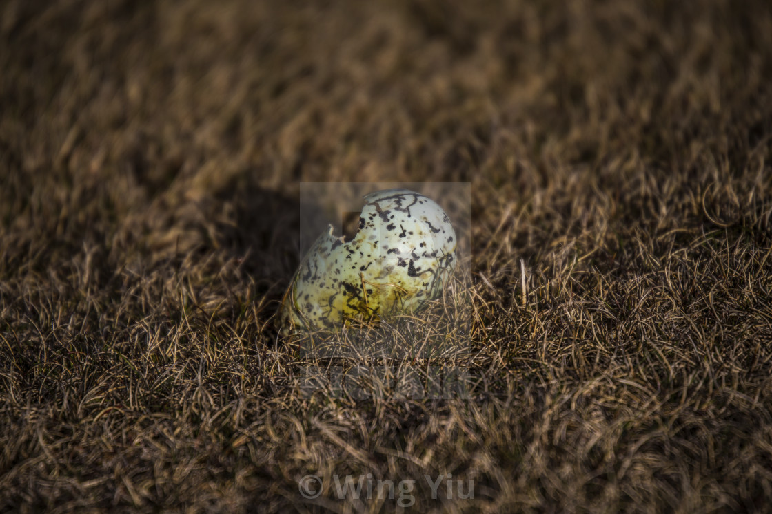 "A Bird's Egg, Iceland" stock image