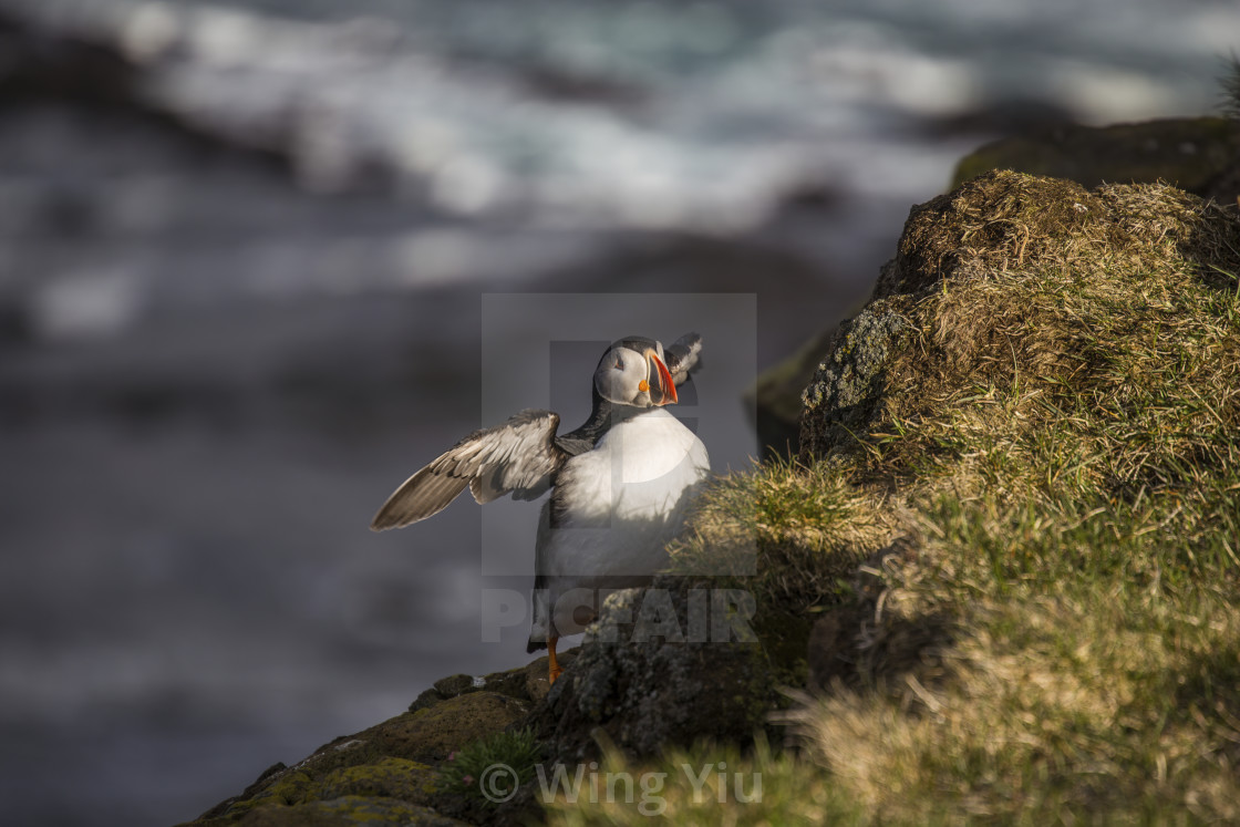 "The Puffin, Iceland" stock image