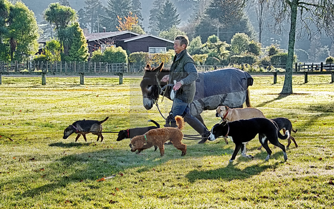 "Animal Lover" by Winkie Chau - $30.91 "Animal Lover" stock image