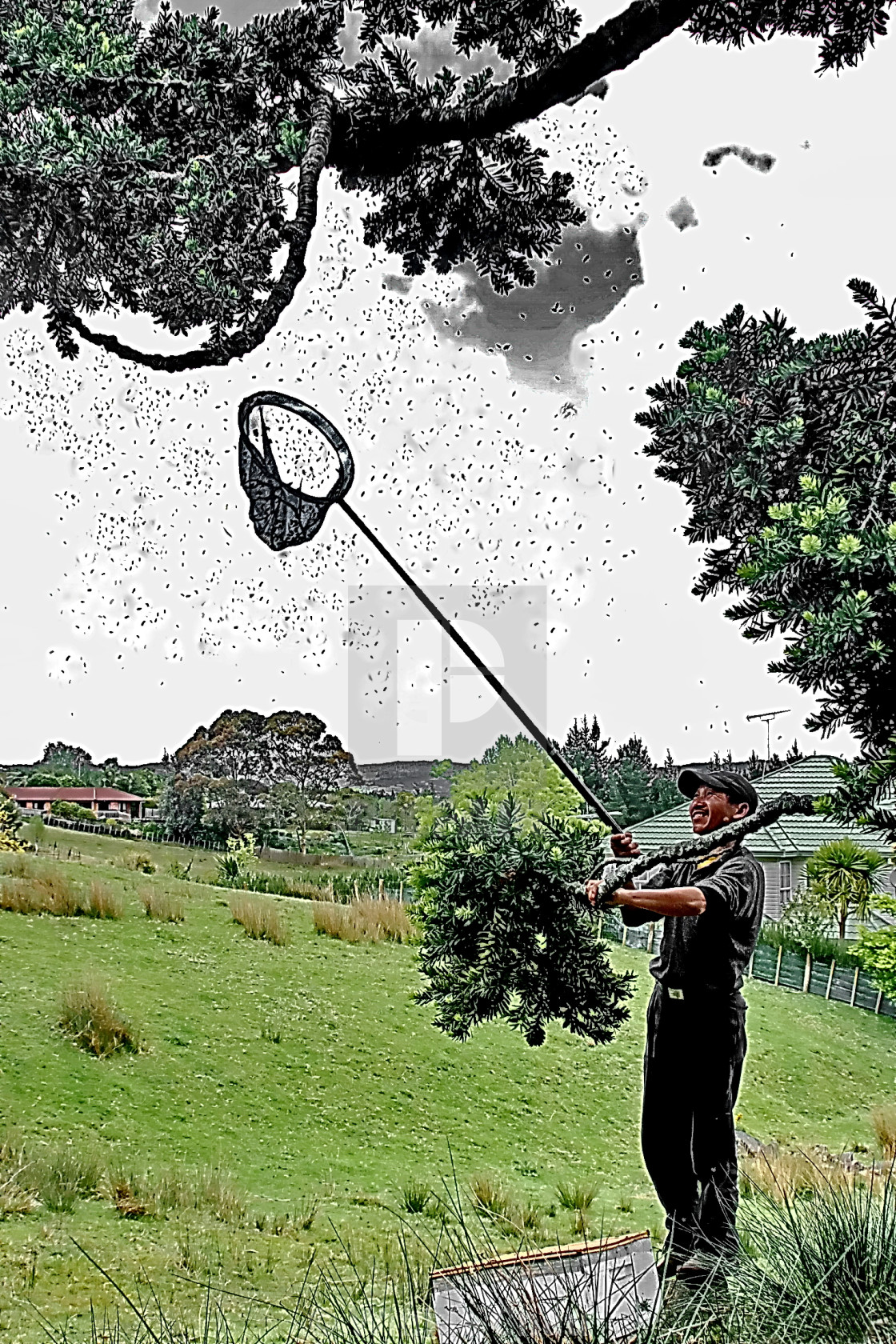 "Catch Swarming Bees" by Winkie Chau - $15.46 "Catch Swarming Bees" stock image
