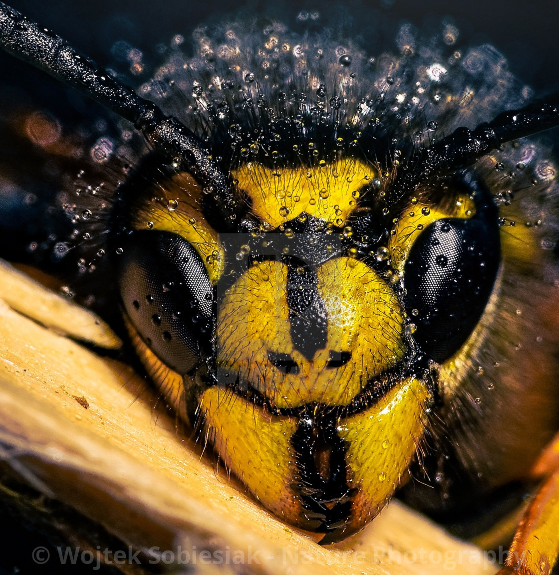 "Wasp up" stock image