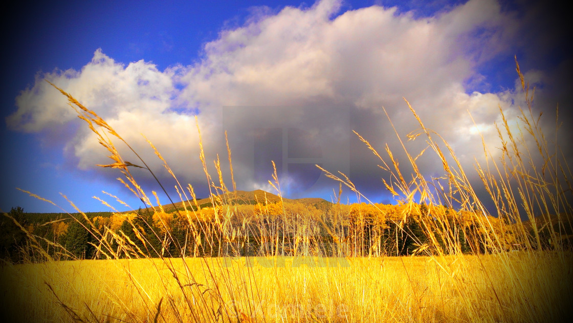 "Yellow grass with mountains and clouds in the background," by Xomiele - $18.68 "Yellow grass with mountains and clouds in the background," stock image