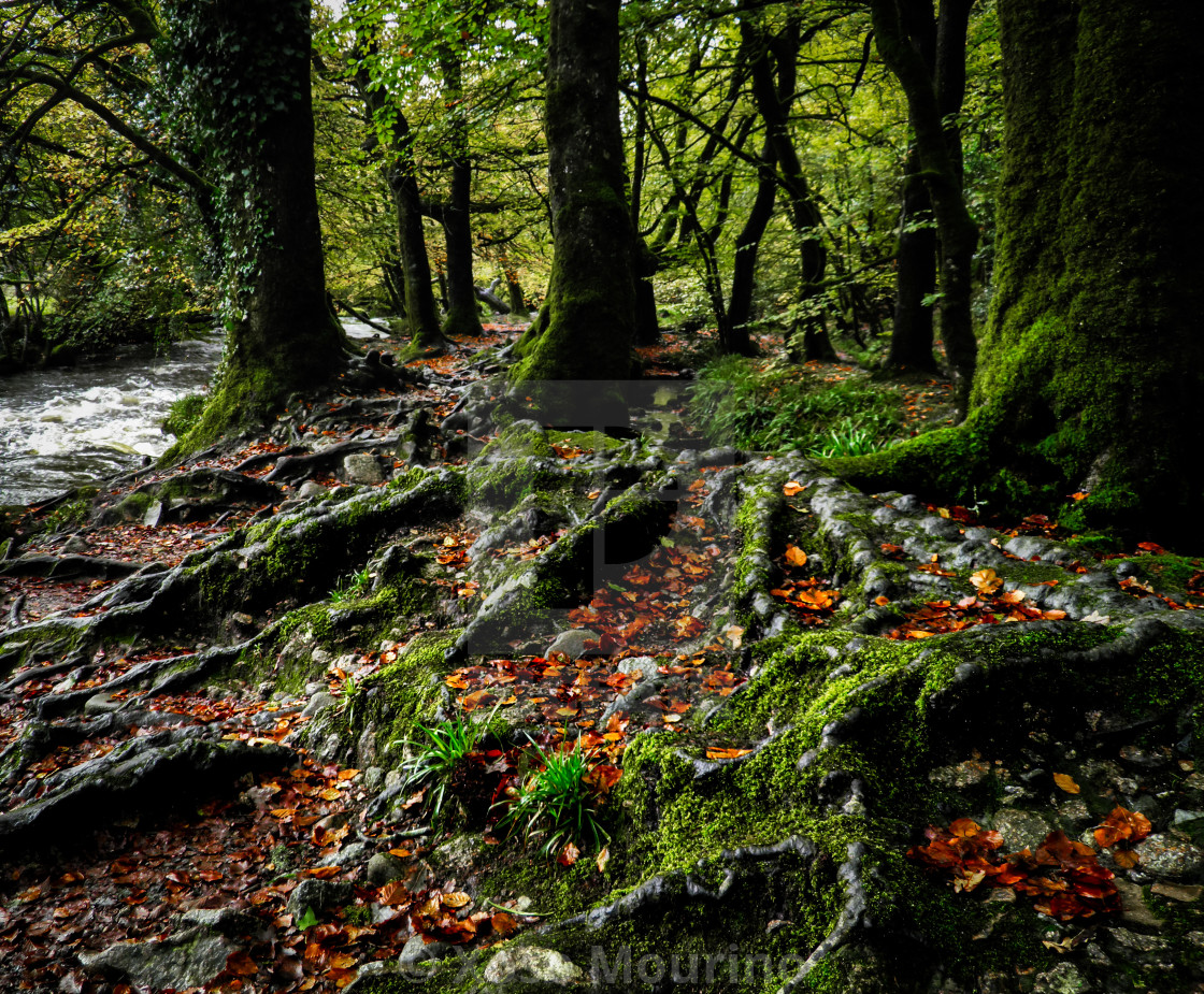 "Woodland, Cornwall." stock image