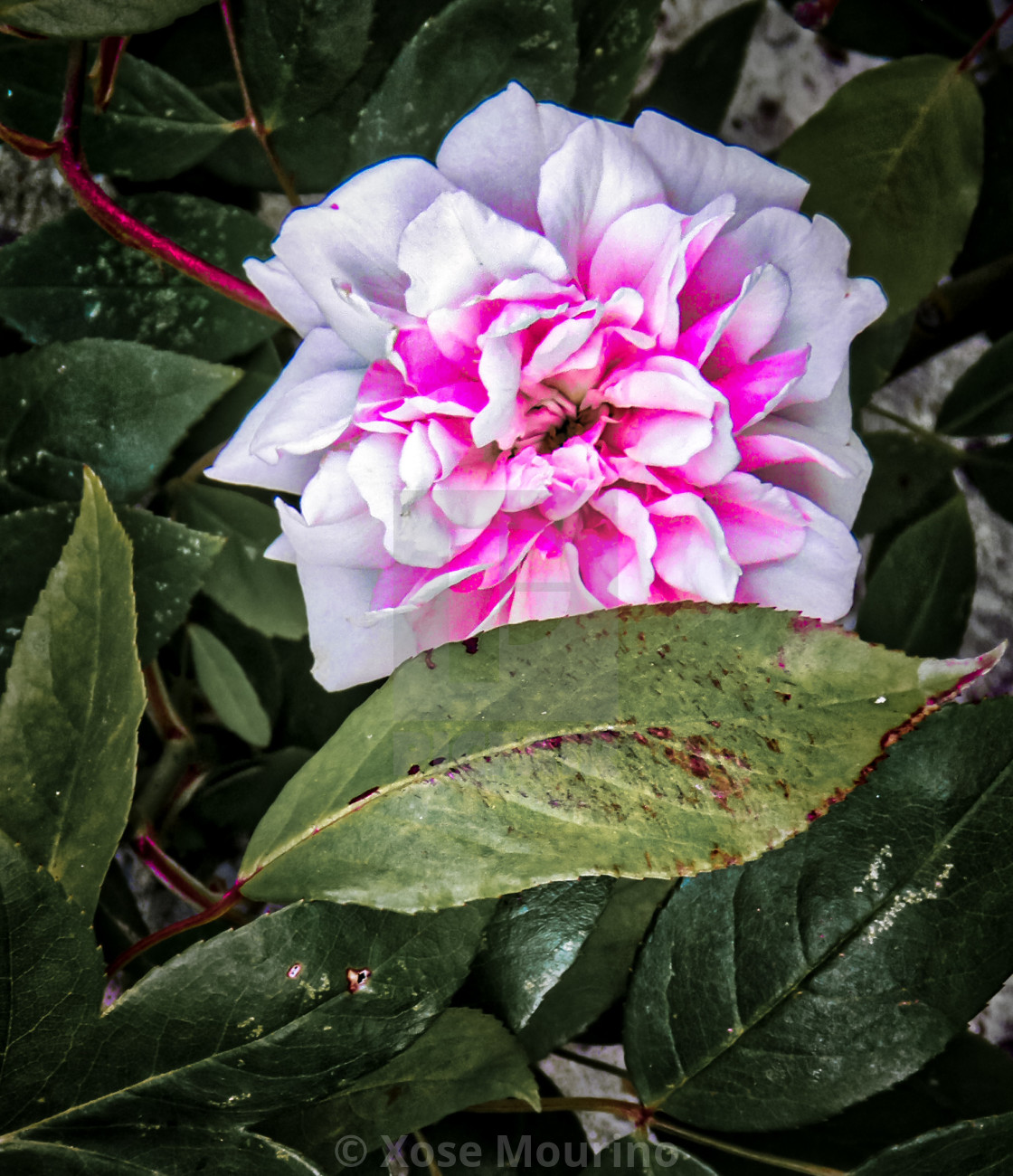 "Peony in bloom" stock image