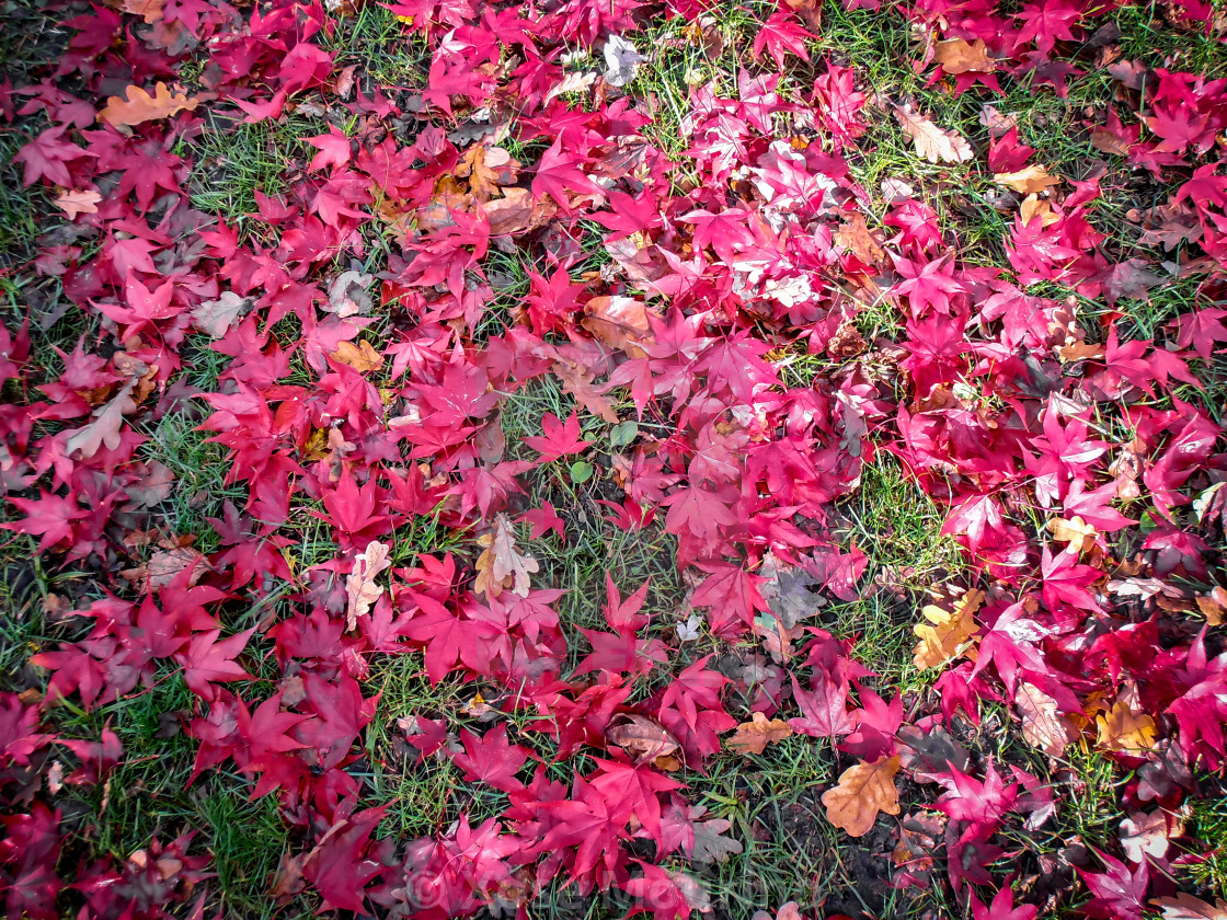 "Fallen leaves." stock image