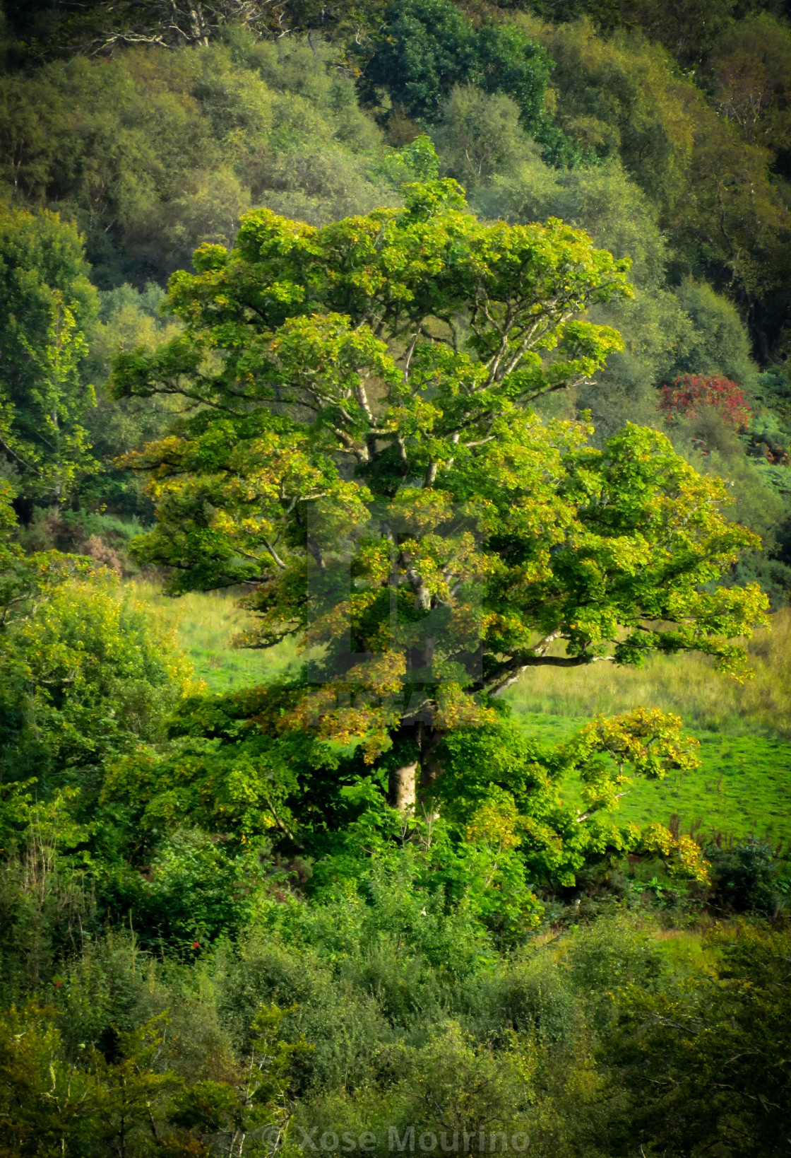 "Lone tree" stock image