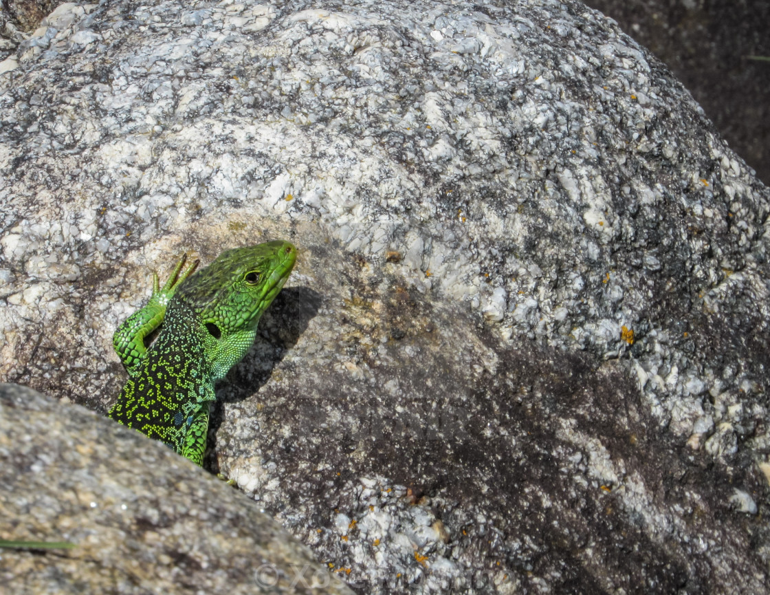 "Lizard" stock image