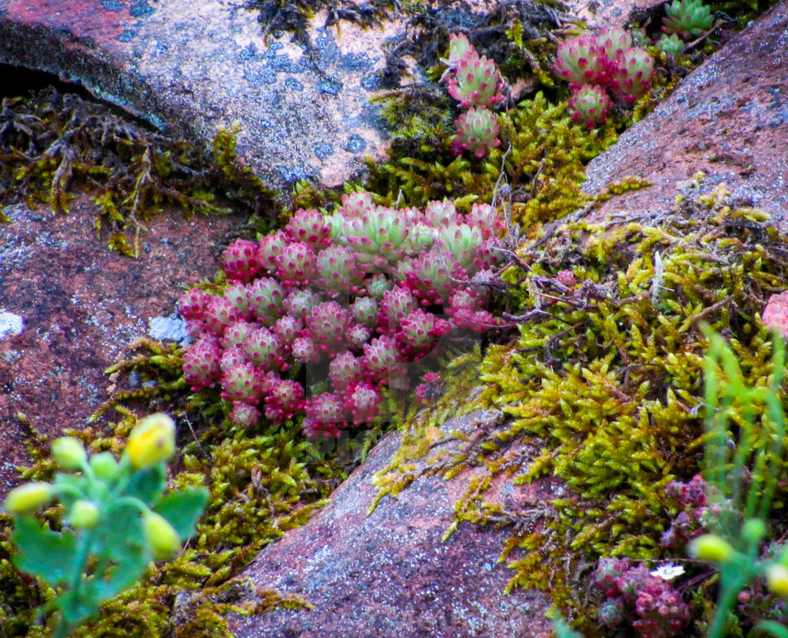 "Mossy roof" stock image