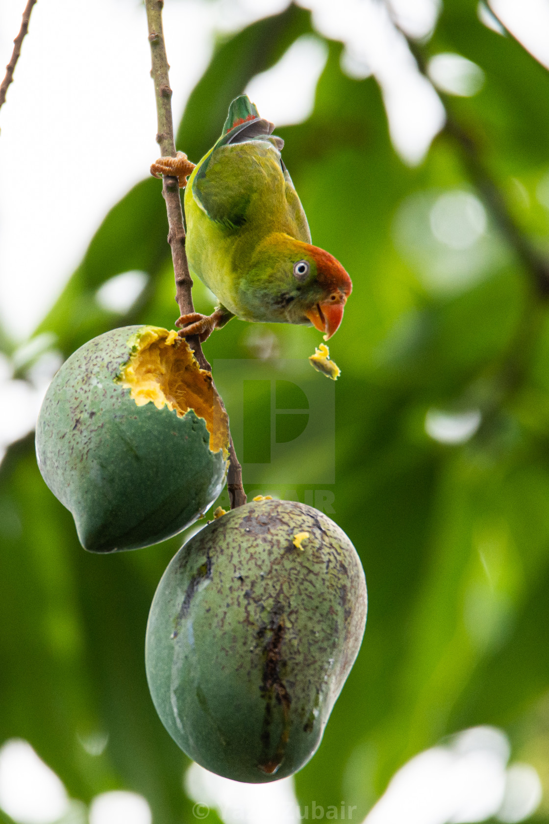 Sri Lanka Hanging Parrot Eating Mango License Download Or Print For 12 40 Photos Picfair