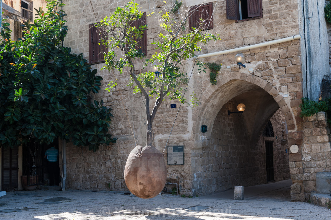 "Hanging tree in Jaffa" by Yehoshua Halevi - $9.12 "Hanging tree in Jaffa" stock image