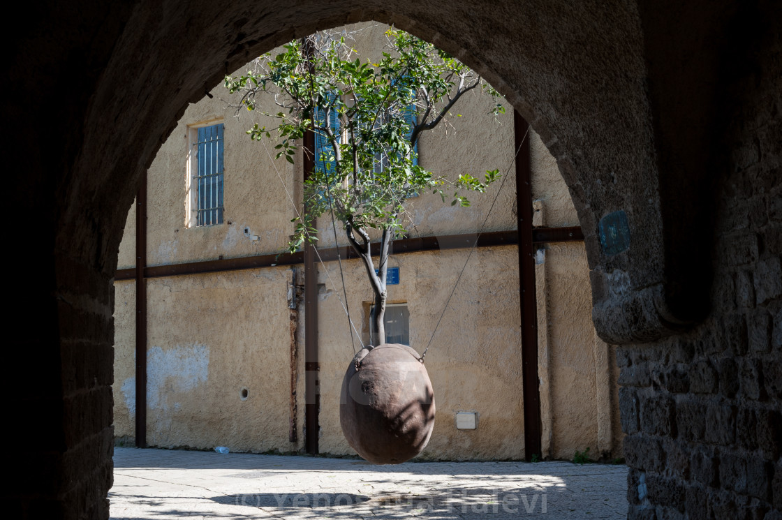 "Hanging tree in Jaffa" by Yehoshua Halevi - $9.12 "Hanging tree in Jaffa" stock image
