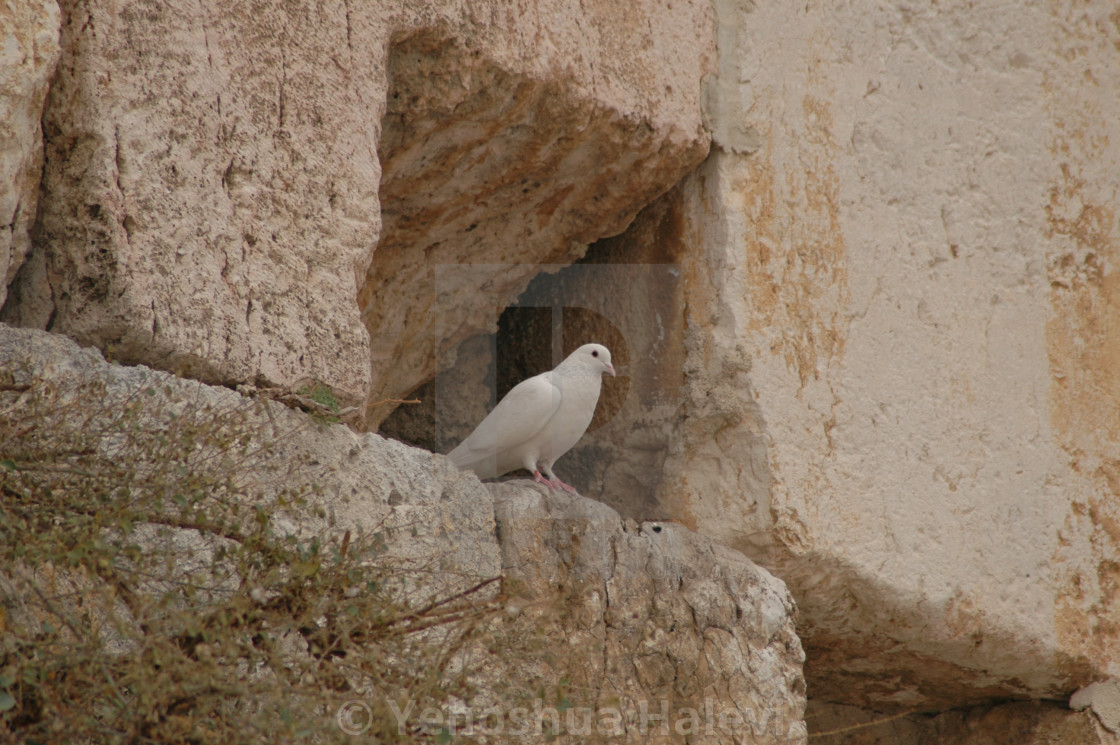 "White dove on the Western Wall" by Yehoshua Halevi - $9.12 "White dove on the Western Wall" stock image