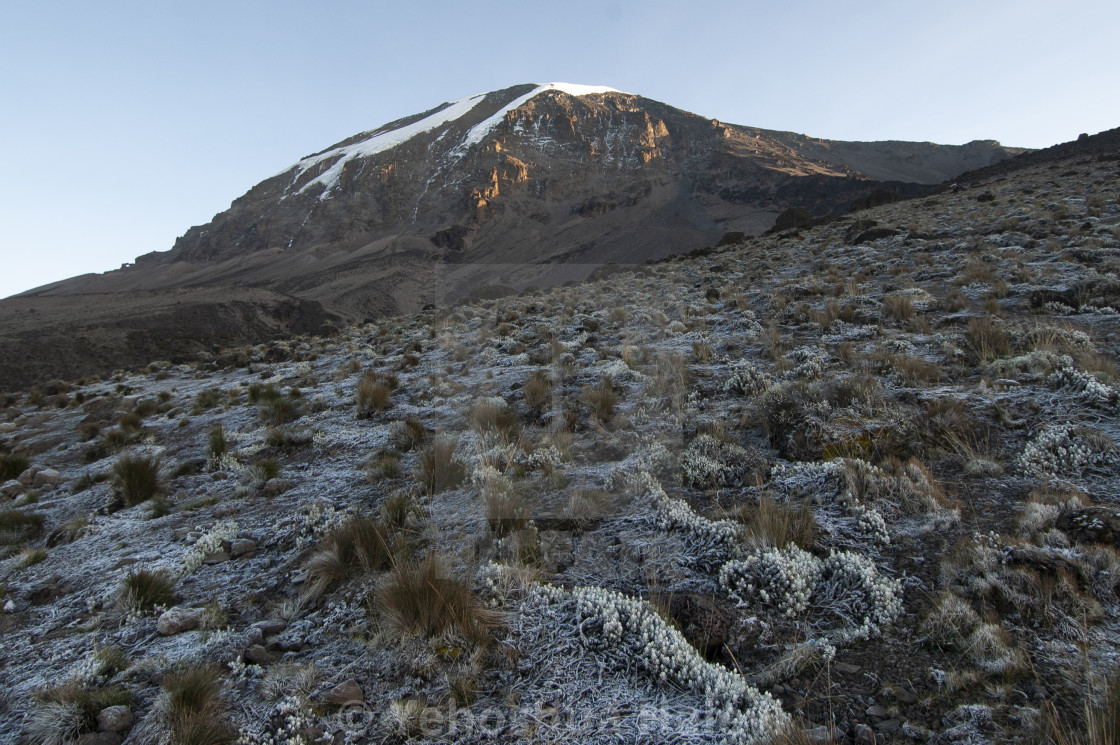 "Frosty morning on Mt. Kilimanjaro" by Yehoshua Halevi - $6.08 "Frosty morning on Mt. Kilimanjaro" stock image