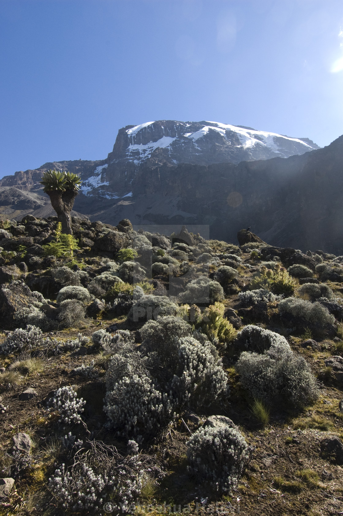 "Frosty morning on Mt. Kilimanjaro" by Yehoshua Halevi - $6.08 "Frosty morning on Mt. Kilimanjaro" stock image