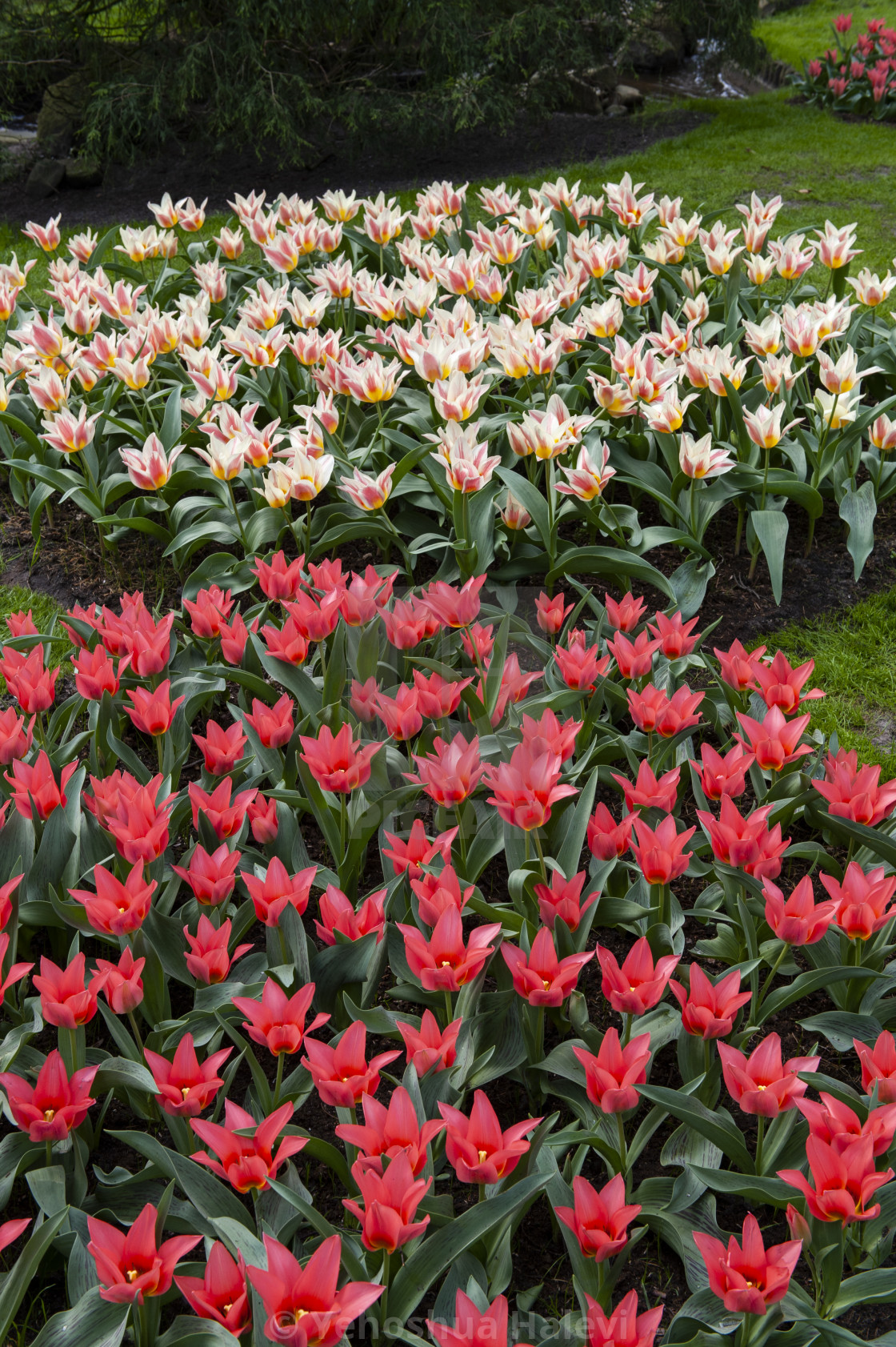 "The annual bloom at Keukenhof Tulip and Flower Garden" by Yehoshua Halevi - $7.29 "The annual bloom at Keukenhof Tulip and Flower Garden" stock image