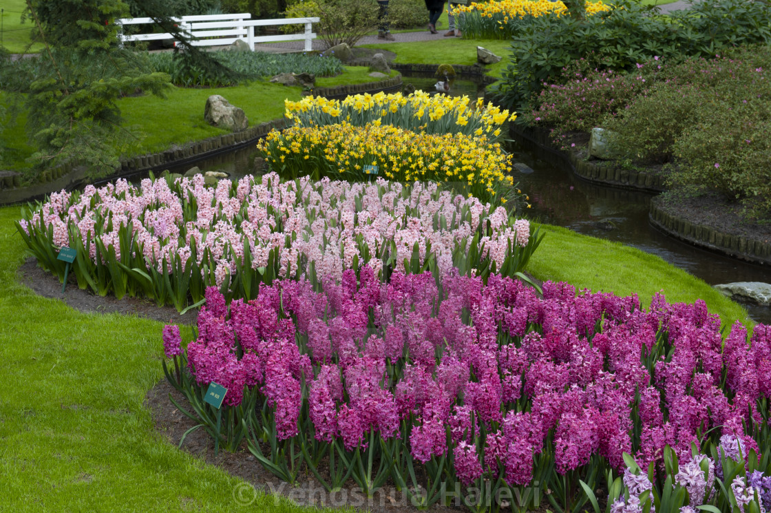 "The annual bloom at Keukenhof Tulip and Flower Garden" by Yehoshua Halevi - $7.29 "The annual bloom at Keukenhof Tulip and Flower Garden" stock image
