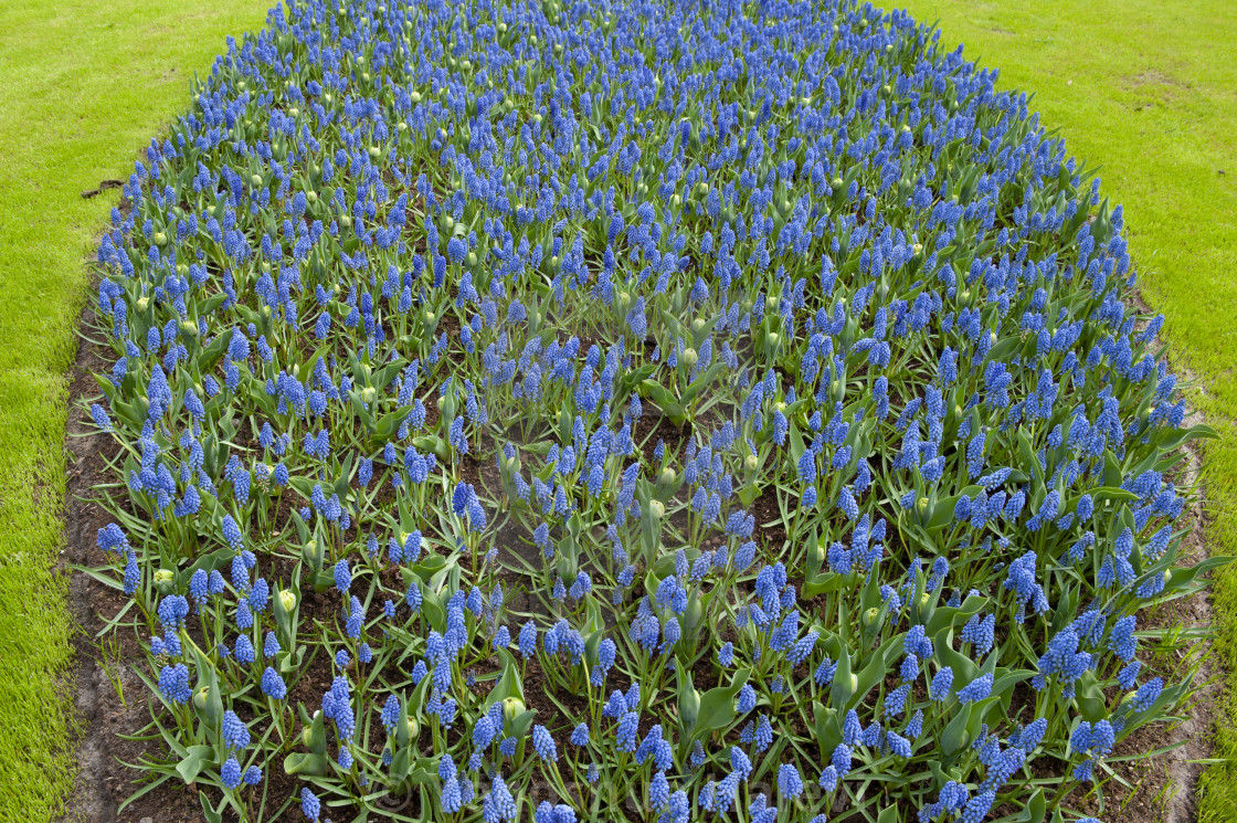 "The annual bloom at Keukenhof Tulip and Flower Garden" by Yehoshua Halevi - $7.29 "The annual bloom at Keukenhof Tulip and Flower Garden" stock image
