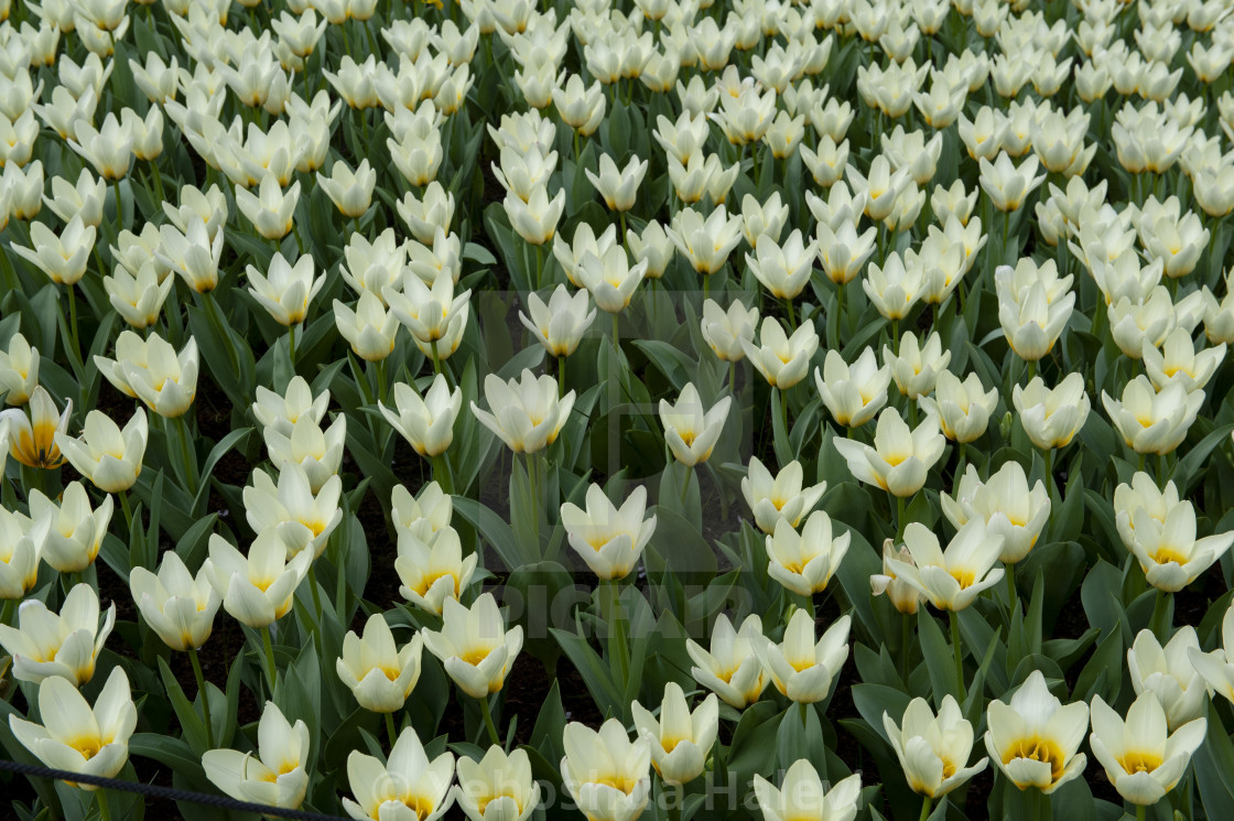 "The annual bloom at Keukenhof Tulip and Flower Garden" by Yehoshua Halevi - $7.31 "The annual bloom at Keukenhof Tulip and Flower Garden" stock image