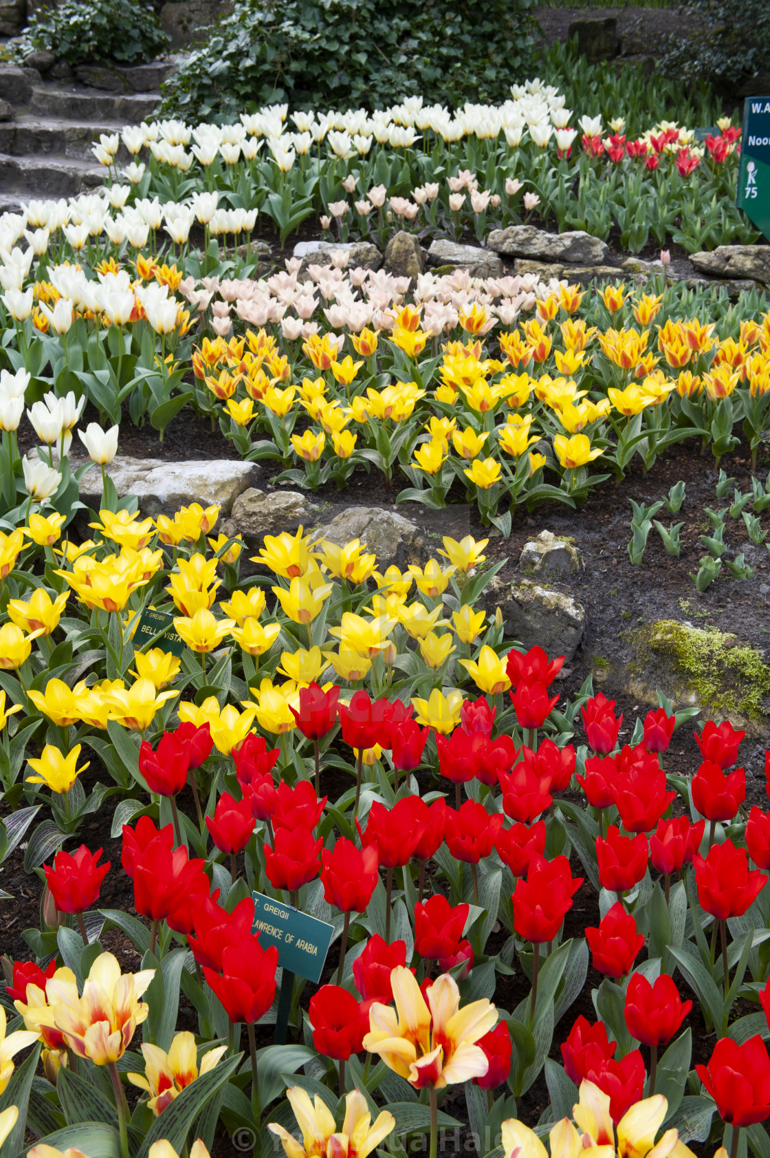 "The annual bloom at Keukenhof Tulip and Flower Garden" by Yehoshua Halevi - $7.29 "The annual bloom at Keukenhof Tulip and Flower Garden" stock image