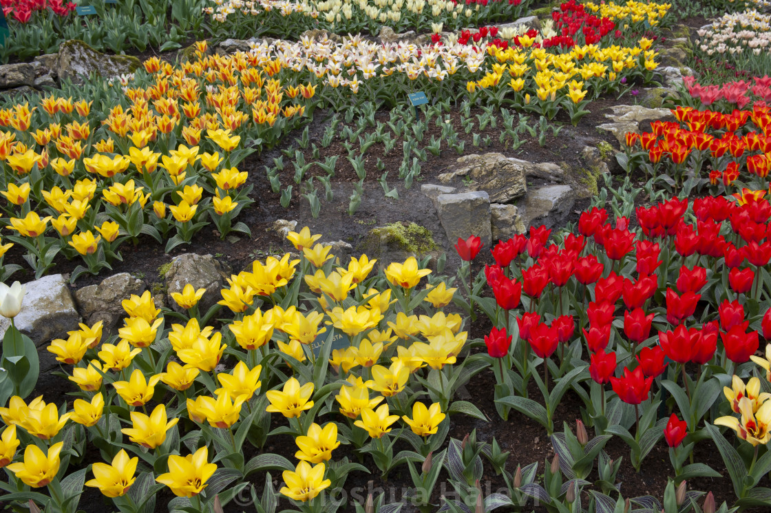 "The annual bloom at Keukenhof Tulip and Flower Garden" by Yehoshua Halevi - $7.29 "The annual bloom at Keukenhof Tulip and Flower Garden" stock image