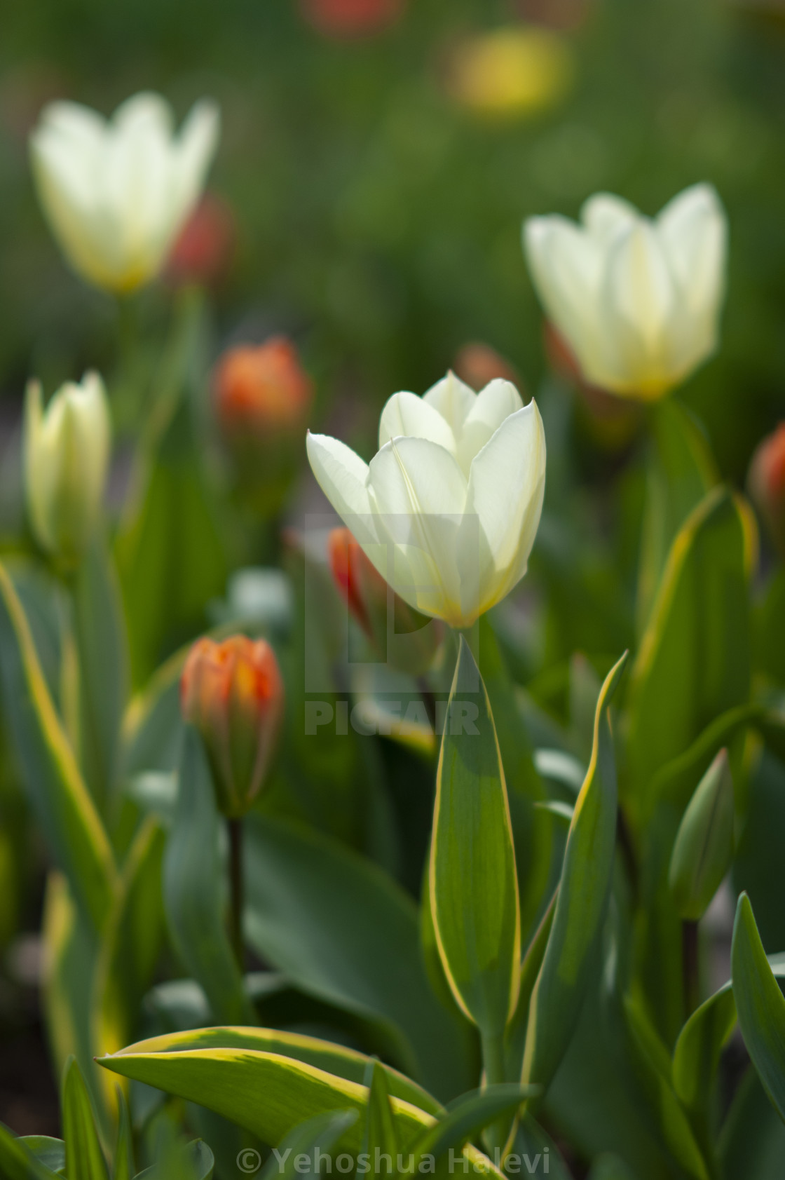 "The annual bloom at Keukenhof Tulip and Flower Garden" by Yehoshua Halevi - $7.31 "The annual bloom at Keukenhof Tulip and Flower Garden" stock image