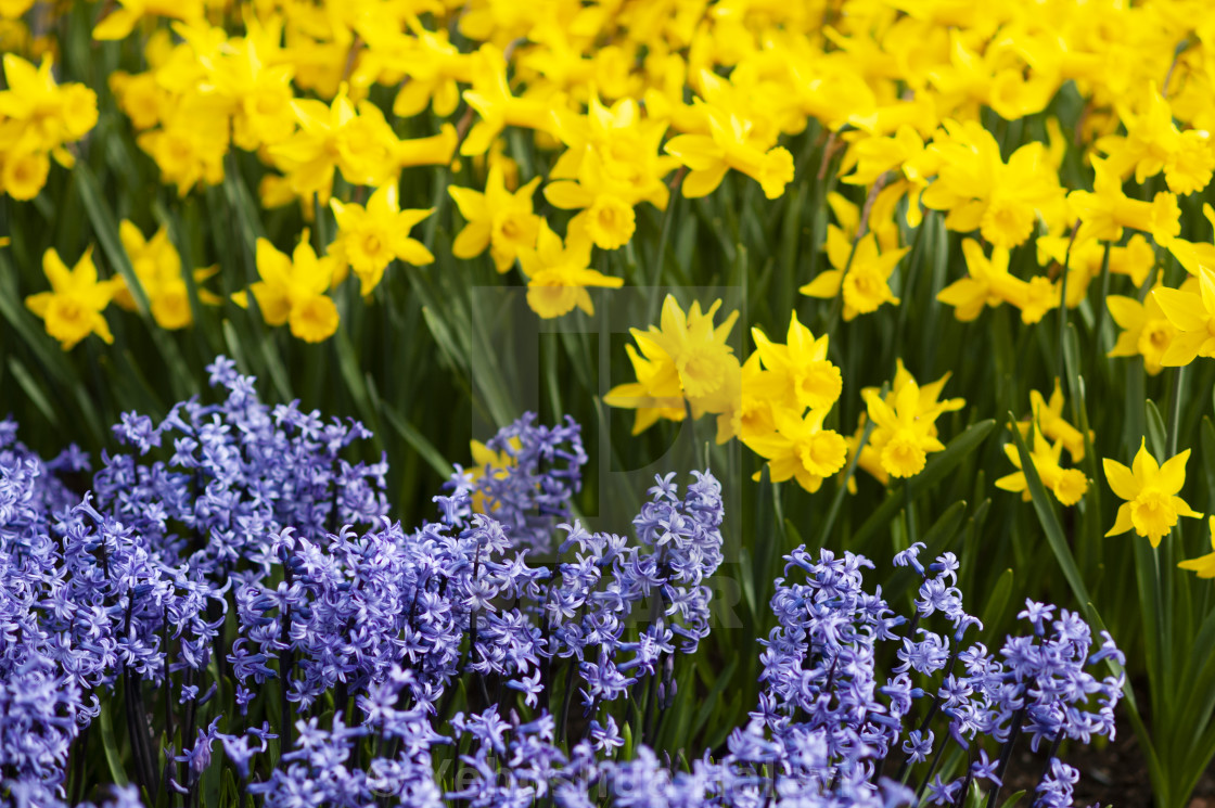 "The annual bloom at Keukenhof Tulip and Flower Garden" by Yehoshua Halevi - $7.31 "The annual bloom at Keukenhof Tulip and Flower Garden" stock image