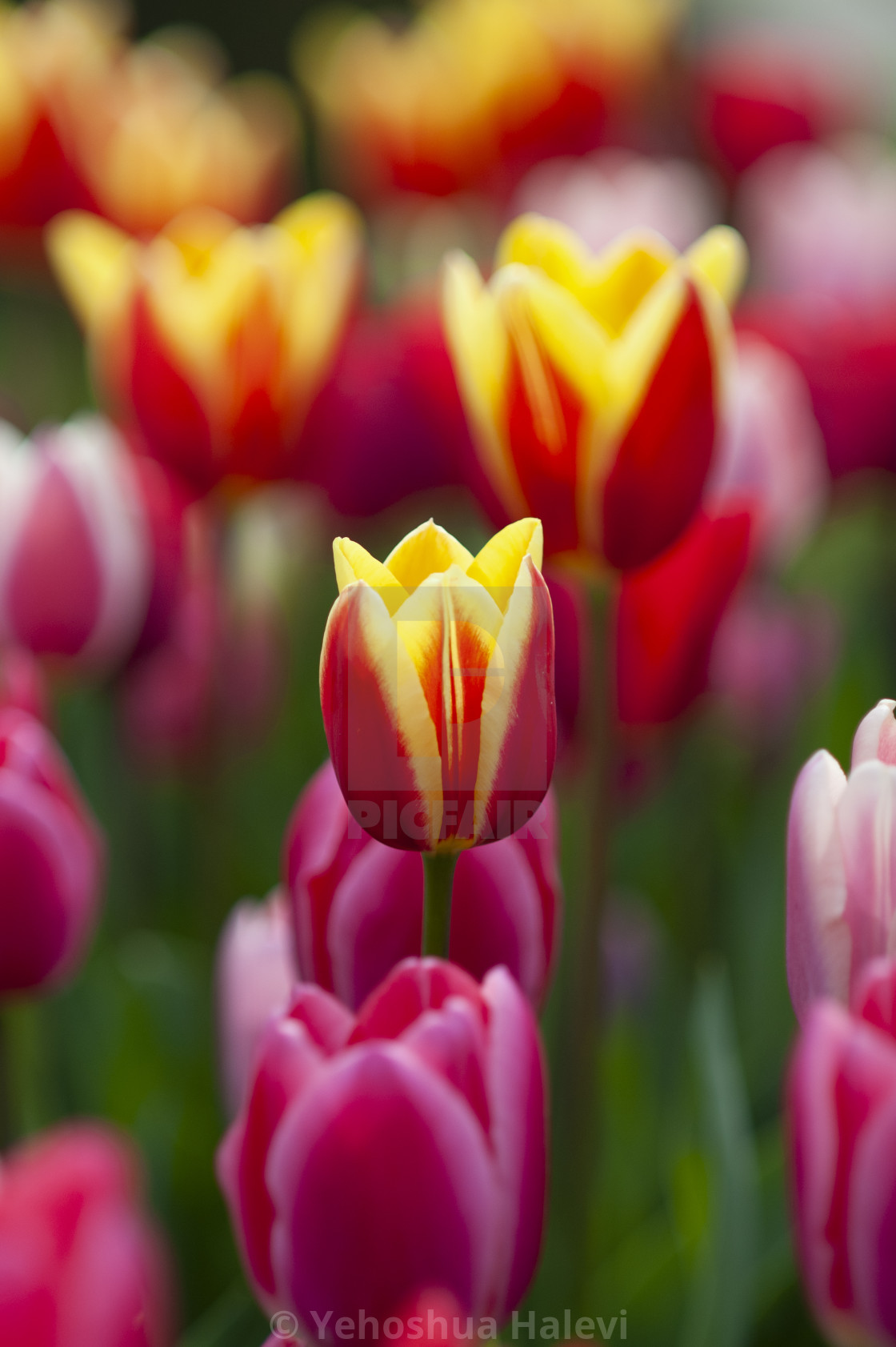 "The annual bloom at Keukenhof Tulip and Flower Garden" by Yehoshua Halevi - $7.31 "The annual bloom at Keukenhof Tulip and Flower Garden" stock image